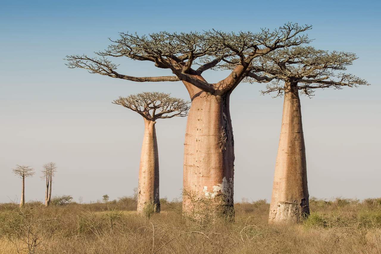 Mejor época para viajar a Madagascar