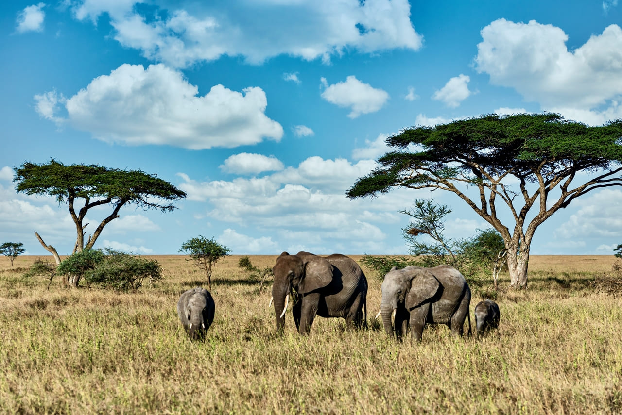 Mejor época para viajar a Tanzania